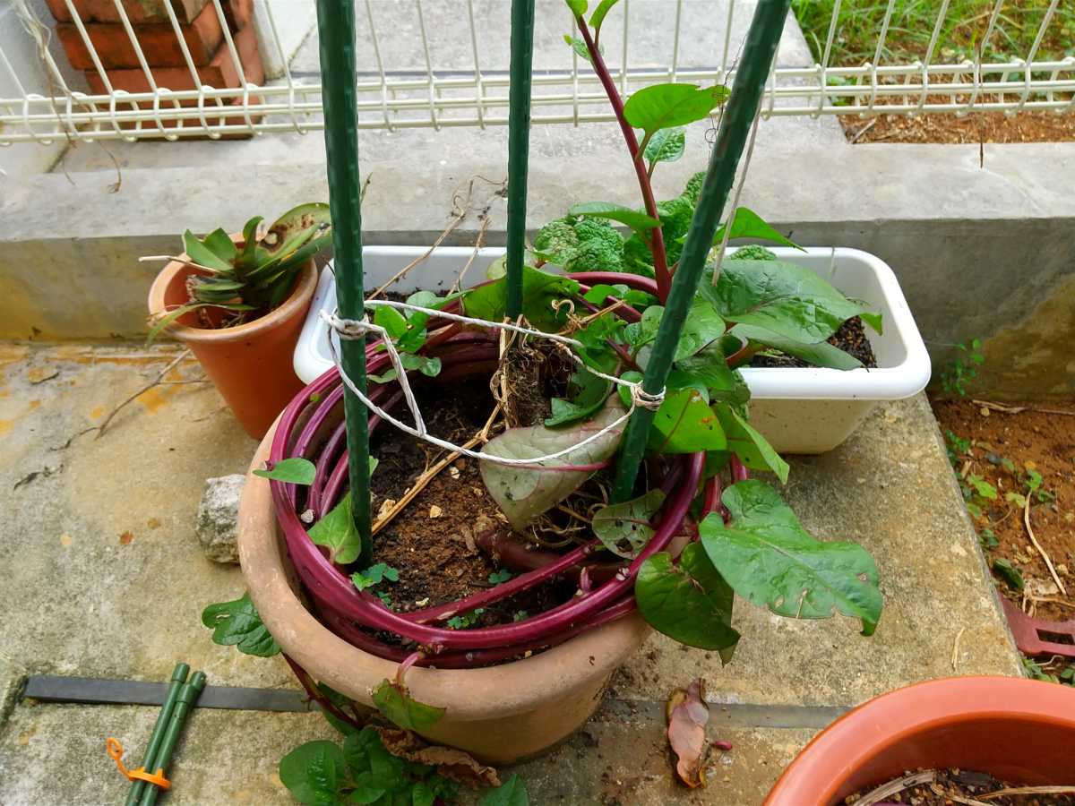 プランター栽培 08 29 沖縄の家庭菜園ブログ 簡単 無農薬有機栽培