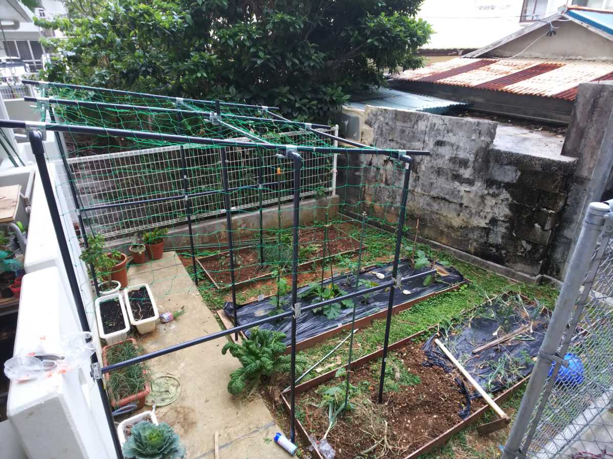 ゴーヤー棚を塩ビ管で作ろう 低コストで簡単作成 沖縄の家庭菜園ブログ 簡単 無農薬有機栽培