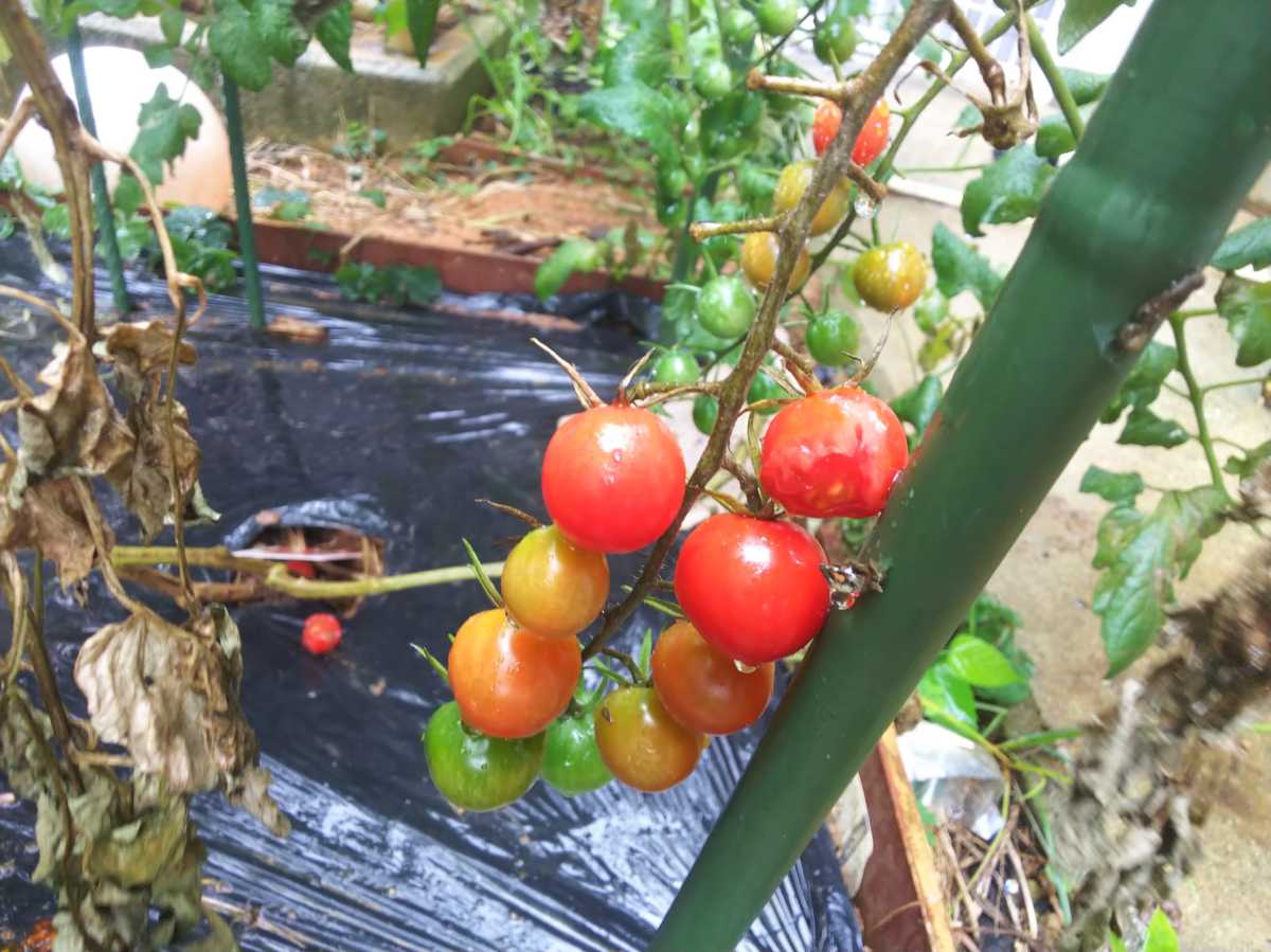 観察日記 12 19 沖縄の家庭菜園ブログ 簡単 無農薬有機栽培