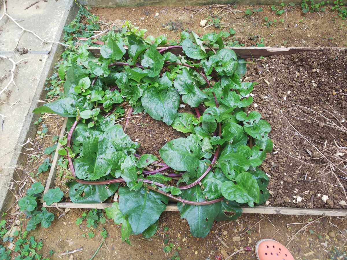 プランター栽培 21 01 02 沖縄の家庭菜園ブログ 簡単 無農薬有機栽培
